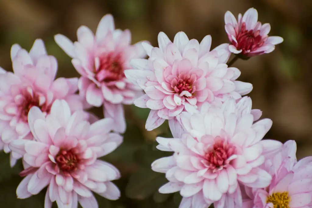 Arrivage de Chrysanthèmes chez L'Oiseau du Paradis